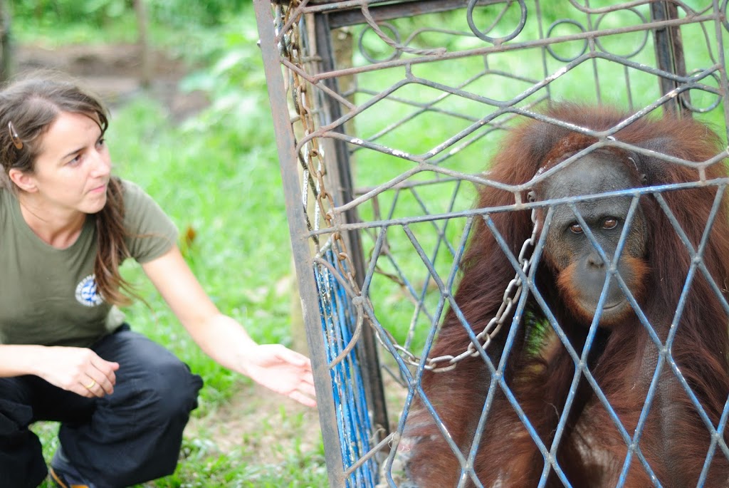 IAR kembali selamatkan Orangutan