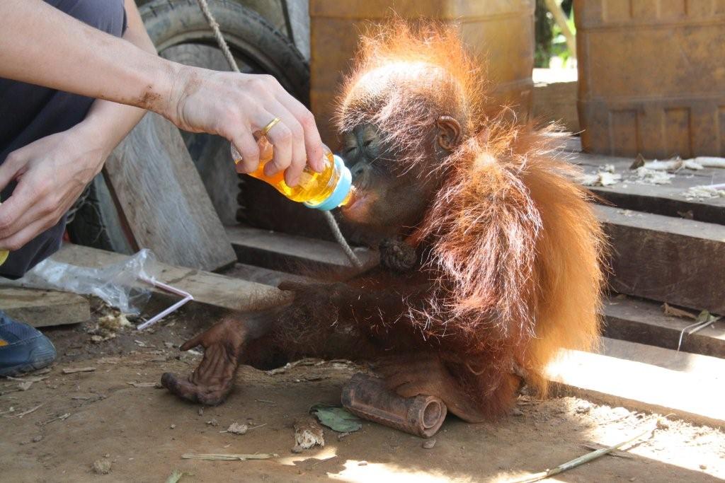 Jack, Ledi dan Puyol: 3 bayi orangutan penghuni baru Pusat Rehabilitasi IAR di Ketapang