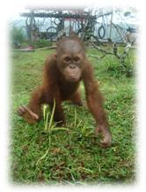 Ongky…Bayi Orangutan yang Diselamatkan