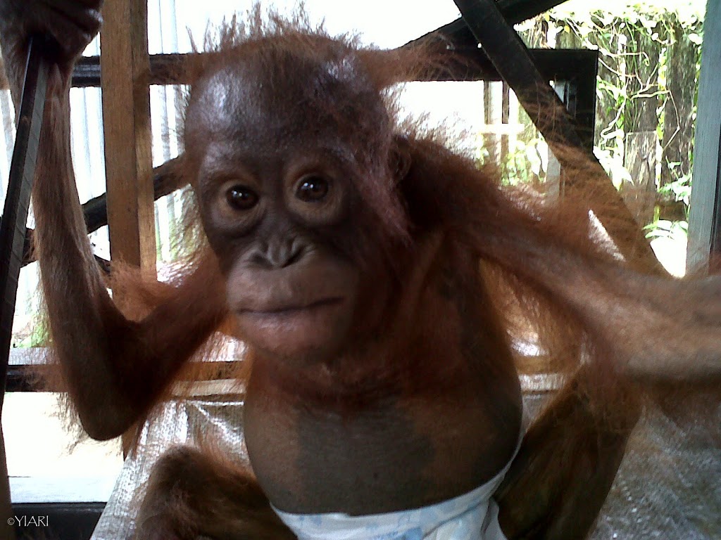 Bhutan, Orangutan yang terserang Malaria mulai pulih kembali
