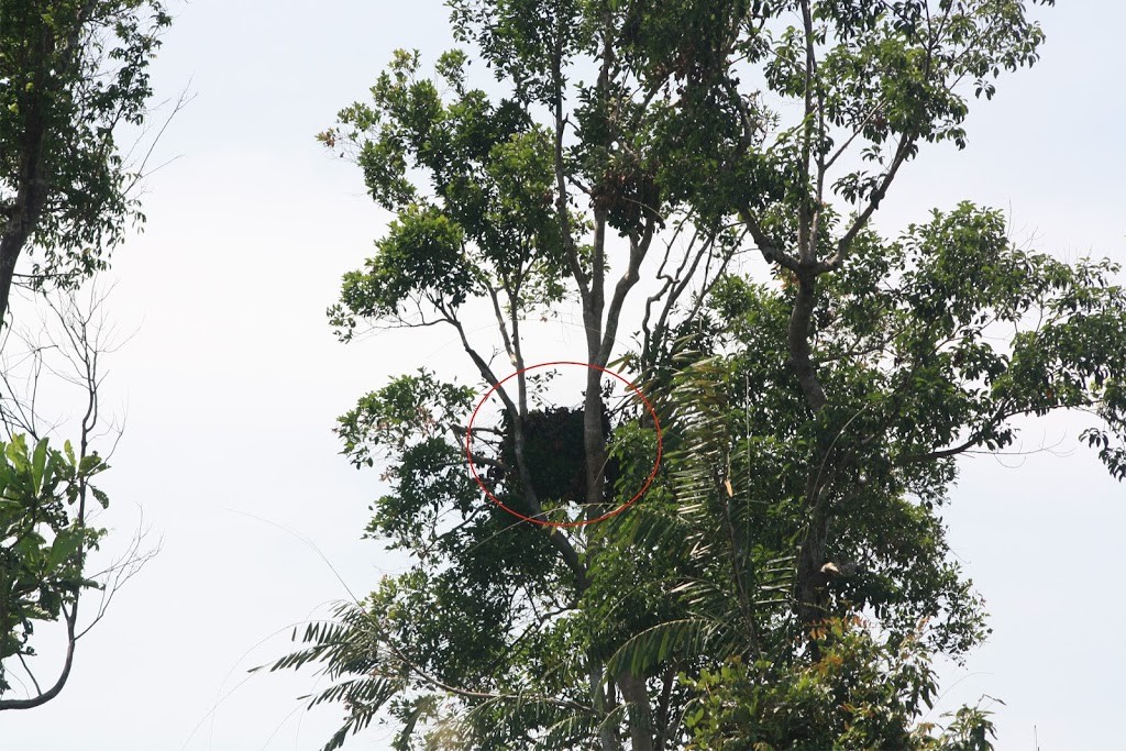 Orangutan di Kelik Buntu Memasuki Perkebunan Warga