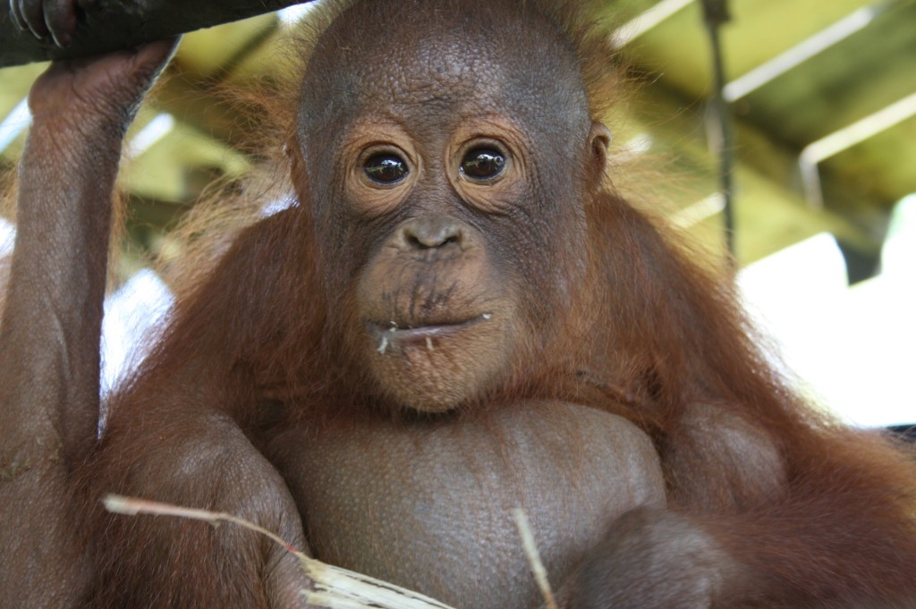Ceria, bayi orangutan baru di baby school