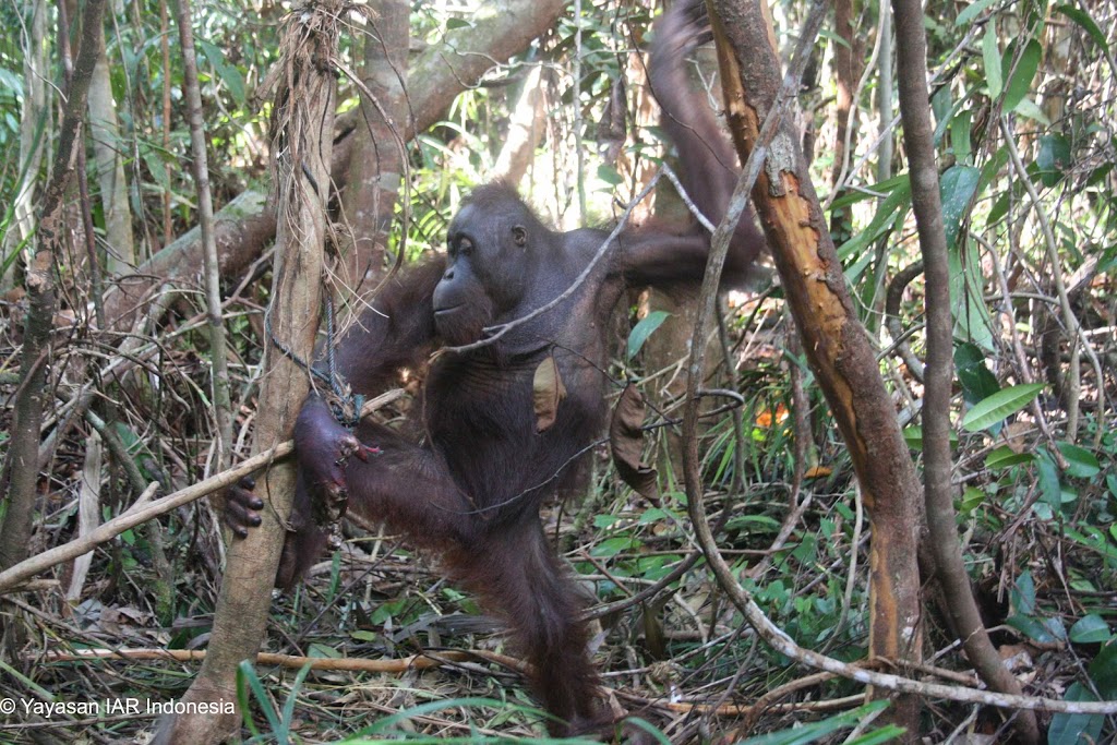 Pelansi, orangutan malang yang terjebak perangkap di habitatnya sendiri