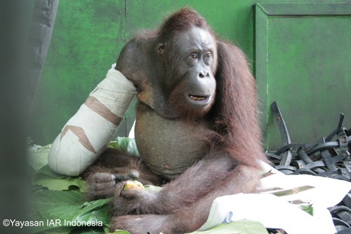 Pelangsi, orangutan yang kehilangan tangan kanan