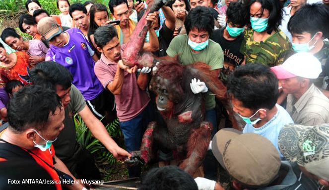 Update: IAR Indonesia Evakuasi Orangutan Yang Terbakar