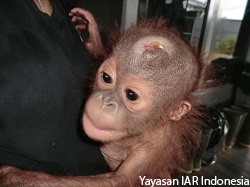 Bayi Orangutan “Rickina” Dengan Luka Parang Dikepalanya.