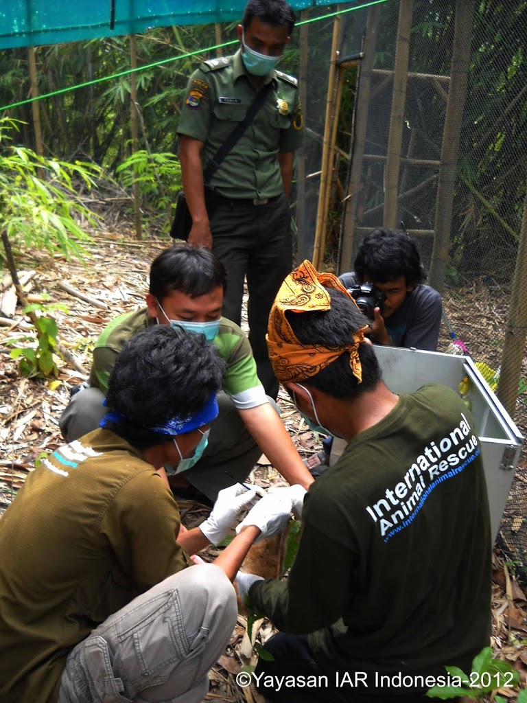 “Lisa” si Kukang sumatera (Nycticebus coucang) Menjalani Masa Habituasi Di Hutan Lindung  Batutegi Lampung.