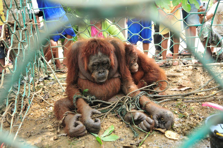 Pelepasliaran Peni Orangutan Kalimantan 02 Mei 2013