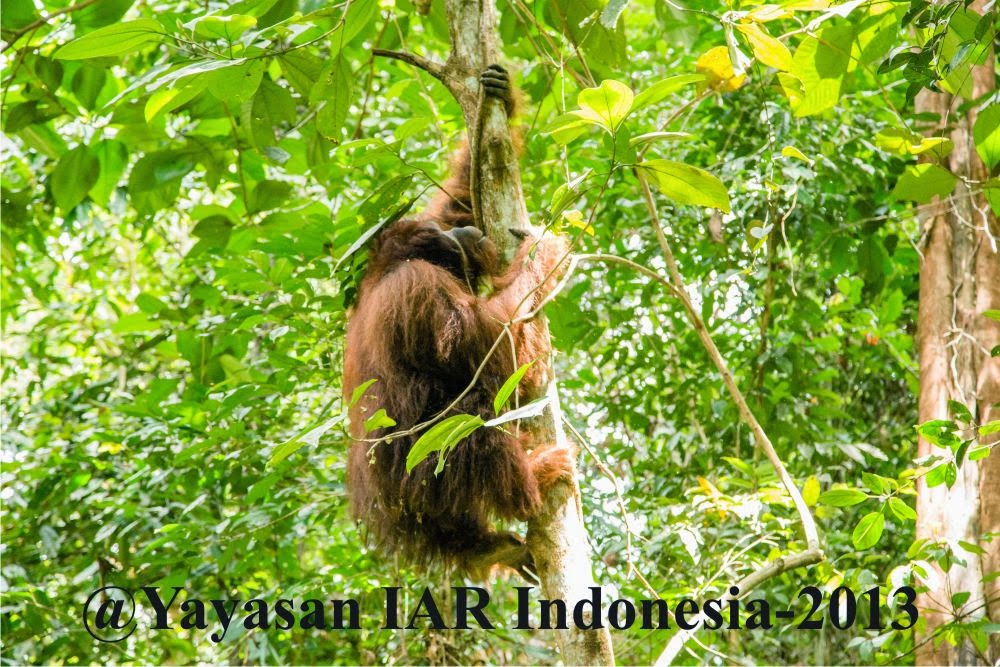 Cerita Tentang Aul Si Orangutan Ketapang