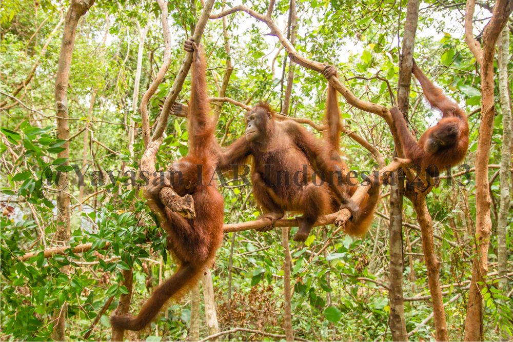 Orangutan Kalimantan Muda Asyik Bermain