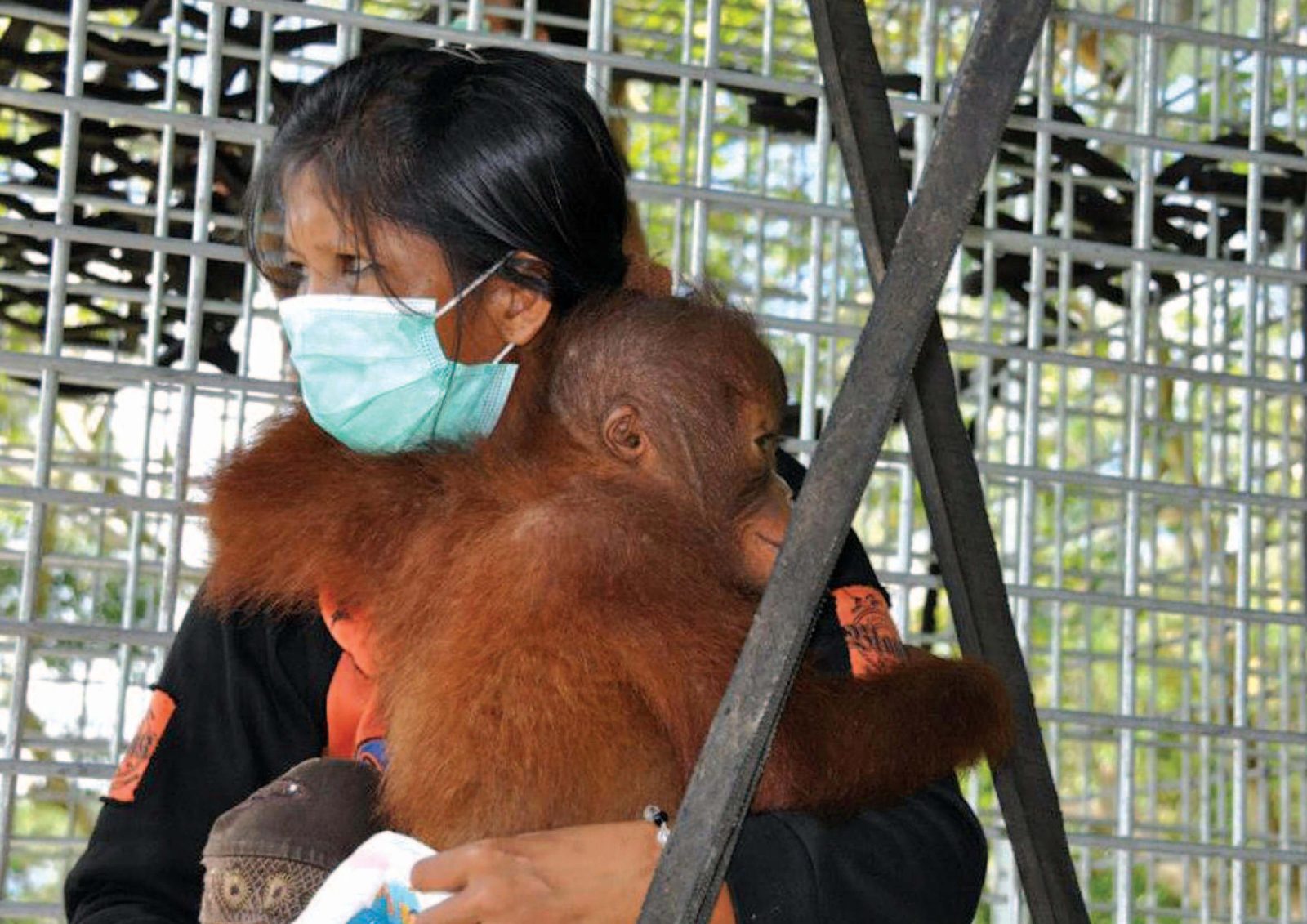 Lowongan Kerja – Supervisor Animal Keeper Orangutan