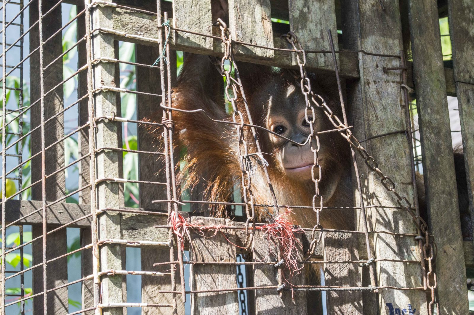 Pekerjaan Rumah Penyadartahuan Orangutan di Sandai, Kabupaten Ketapang
