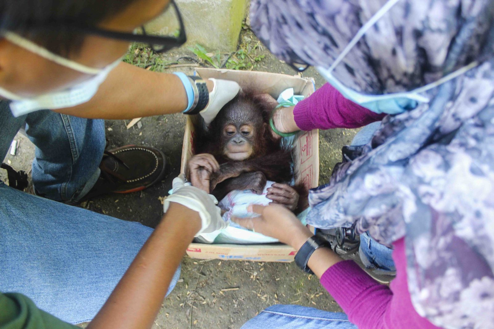 Tiga Bayi Orangutan Dalam Sehari: Upaya Rescue Bersama BKSDA Kalbar, Polisi dan YIARI