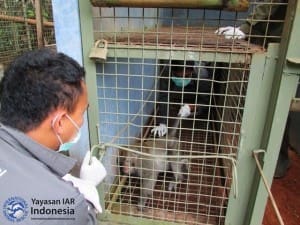 Perawat satwa menangkap monyet ekor panjang di kandang jebak di Pusat Rehabilitasi Yayasan IAR Indonesia, Ciapus, Bogor Jawa Barat. Monyet itu dibius terlebih dahulu untuk selanjutnya menjalani pemeriksaan medis sebelum dilepasliar. 