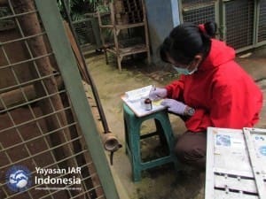 Petugas medis mencatat waktu pemberian obat bius kepada monyet ekor panjang di Pusat Rehabilitasi, Ciapus, Bogor, Jawa Barat.