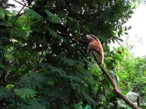 Jubile memanjat batang pohon menuju pohon kaliandra