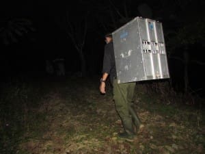 Tim Survey Release Monitoring YIARI mengangkut box transportasi berisi Bella menuju kandang habituasi di kawasan Taman Nasional Gunung halimun-Salak