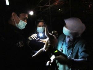Tim medis melakukan pemeriksaan kesehatan terhadap Bohay dan Jubile sebelum ditranslokasi
