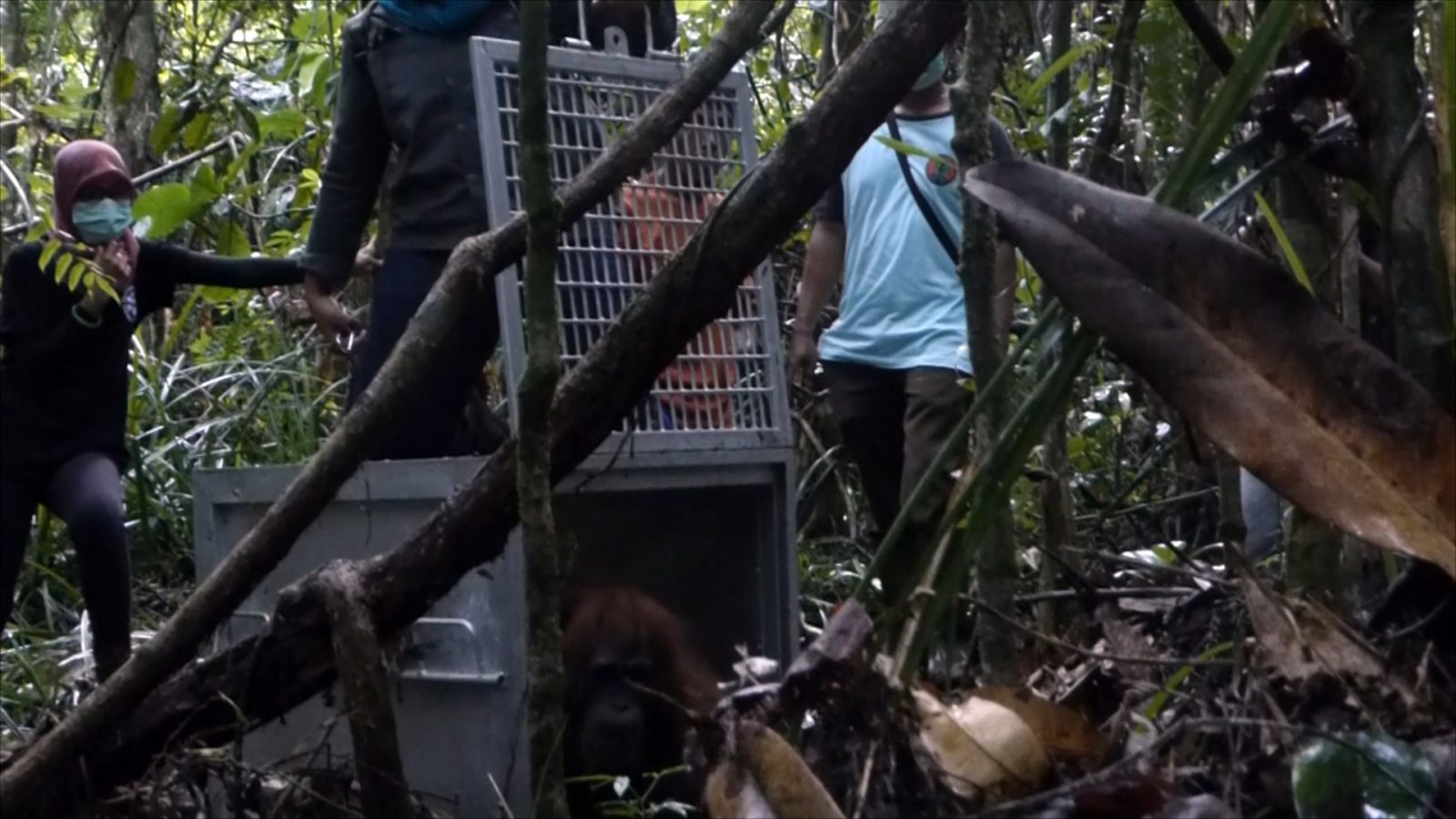 YIARI Ketapang Lepasliarkan Tiga Orangutan