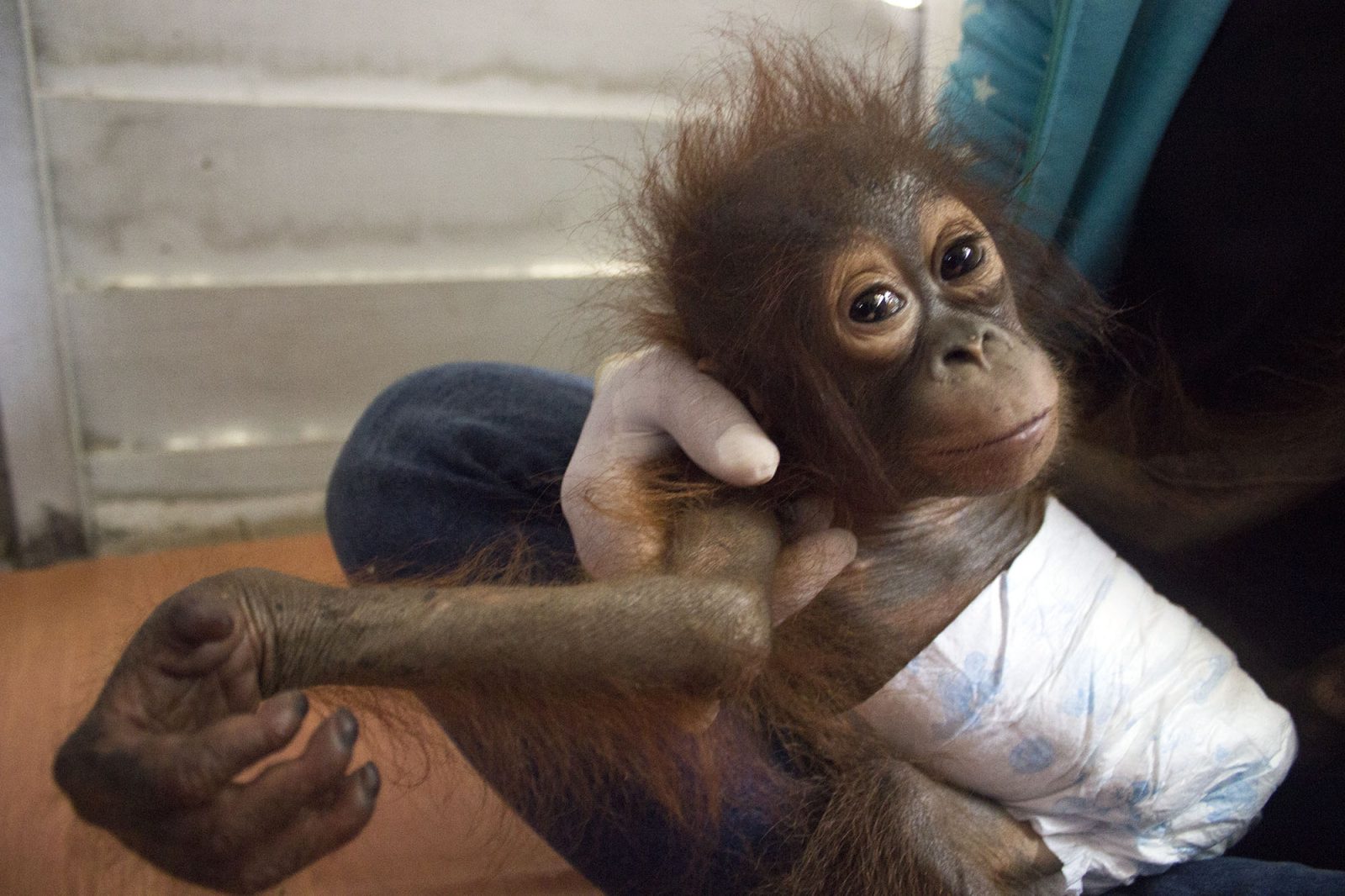 Jerit Bayi Orangutan yang Nyaris jadi Korban Kebakaran Hutan