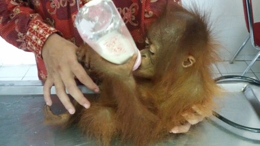 Evakuasi Orangutan ke Ketapang Terkendala Kabut Asap