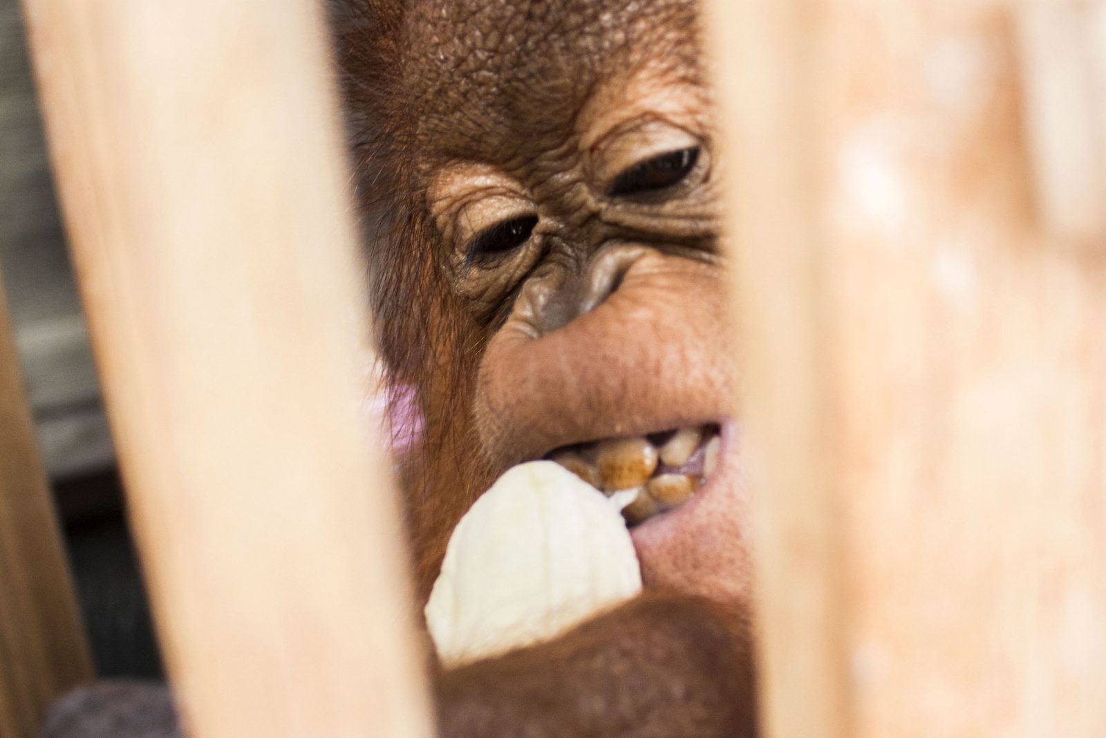 Kisah Haru Penyelamatan Bayi Orangutan yang Terkepung Asap Kebakaran
