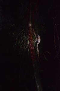 Kukang naik Pohon Liana  di kandang habituasi Talang Ajir, Batutegi Lampung 