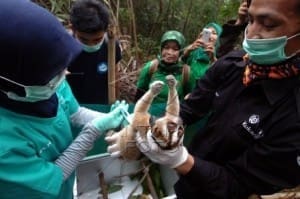 Seorang dokter dari lembaga International Animal Rescue (IAR) dibantu petugas Balai Konservasi Sumber Daya Alam (BKSDA) wilayah III Ciamis memeriksa kesehatan Kukang Jawa (Nycticebus javanicus) sebelum dilepas liarkan ke tempat habituasi Suaka Margasatwa Gunung Sawal, Blok Cibakokak, Ciamis, Jawa Barat, Kamis (1/10). Dua ekor Kukang bernama Mama dan Dede merupakan dua individu yang telah melewati masa rehabilitas di YIAR Ciapus, Bogor, hasil operasi BKSDA Jawa Barat di Tasikmalaya pada 2013. ANTARA FOTO/Adeng Bustomi/kye/15