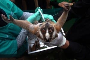 Seorang dokter dari lembaga International Animal Rescue (IAR) dibantu petugas Balai Konservasi Sumber Daya Alam (BKSDA) wilayah III Ciamis memeriksa kesehatan Kukang Jawa (Nycticebus javanicus) sebelum dilepas liarkan ke tempat habituasi Suaka Margasatwa Gunung Sawal, Blok Cibakokak, Ciamis, Jawa Barat, Kamis (1/10). Dua ekor Kukang bernama Mama dan Dede merupakan dua individu yang telah melewati masa rehabilitas di YIAR Ciapus, Bogor, hasil operasi BKSDA Jawa Barat di Tasikmalaya pada 2013. ANTARA FOTO/Adeng Bustomi/kye/15