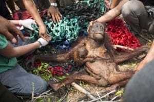Induk dan bayi orangutan ditemukan dalam kondisi kekurangan gizi.