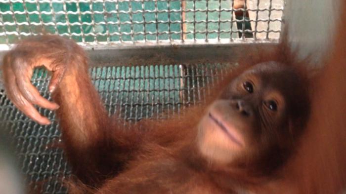 Empat Orangutan Diselamatkan dari Perkebunan Warga Siduk