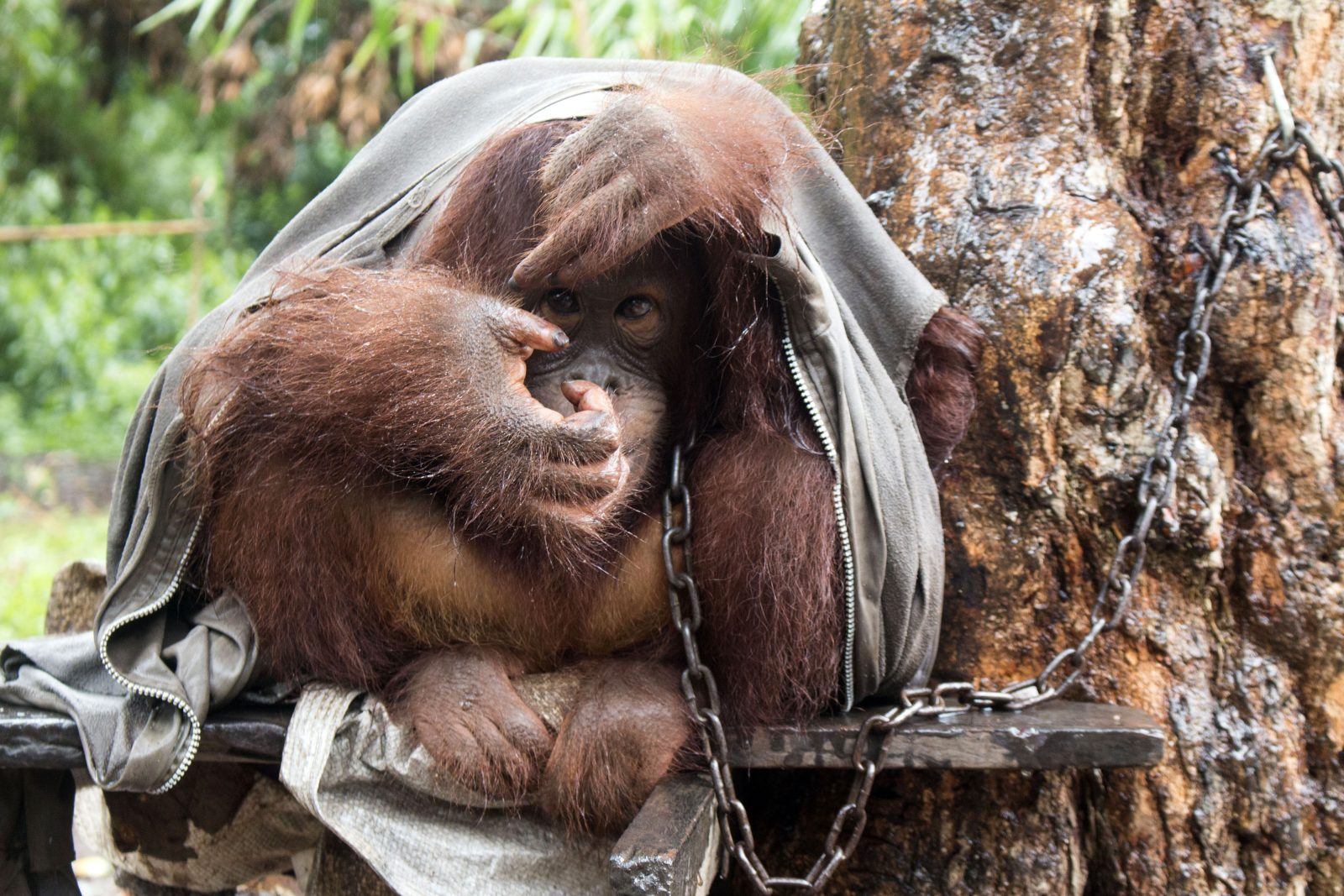 Dua Individu Orangutan yang Kembali Diselamatkan