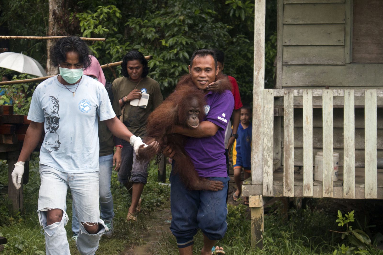 YIARI dan BKSDA Menyelamatkan Orangutan Korban Perdaganganan