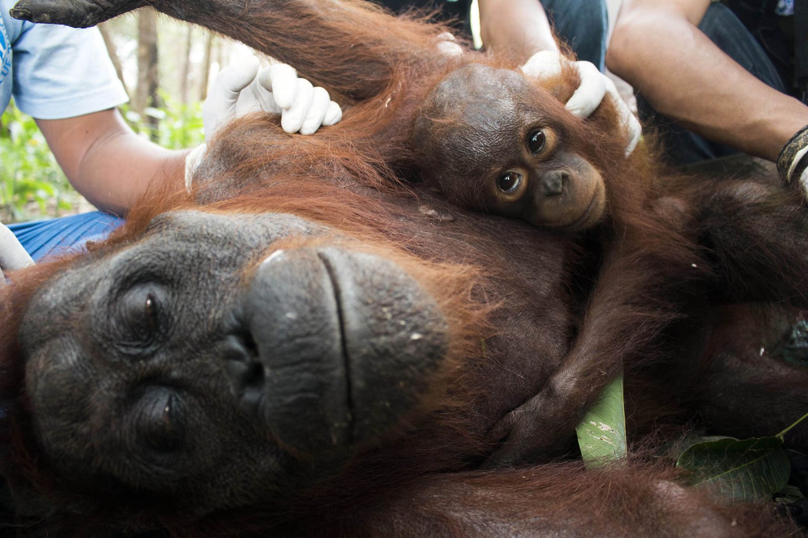 Kisah penyelamatan Mama Nam, Orangutan yang Kehilangan Habitatnya