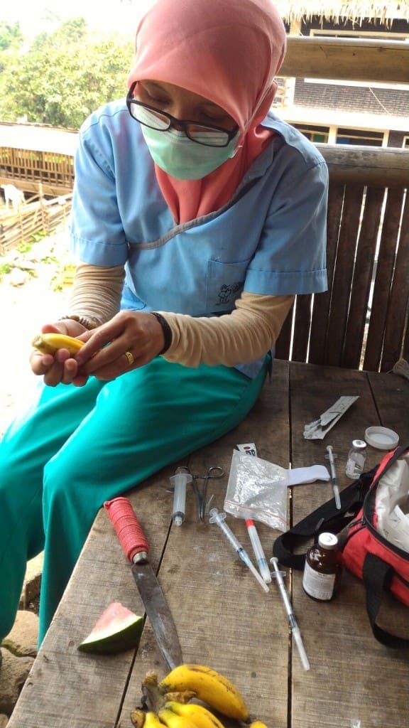 Staf Medis YIARI menyiapkan pisang berisi obat penenang untuk menurunkan temperamen monyet ekor panjang bernama Modli yang berkeliaran Peternakan Kambing Etawa di Kampung Sinarwangi, Ciapus, Bogor