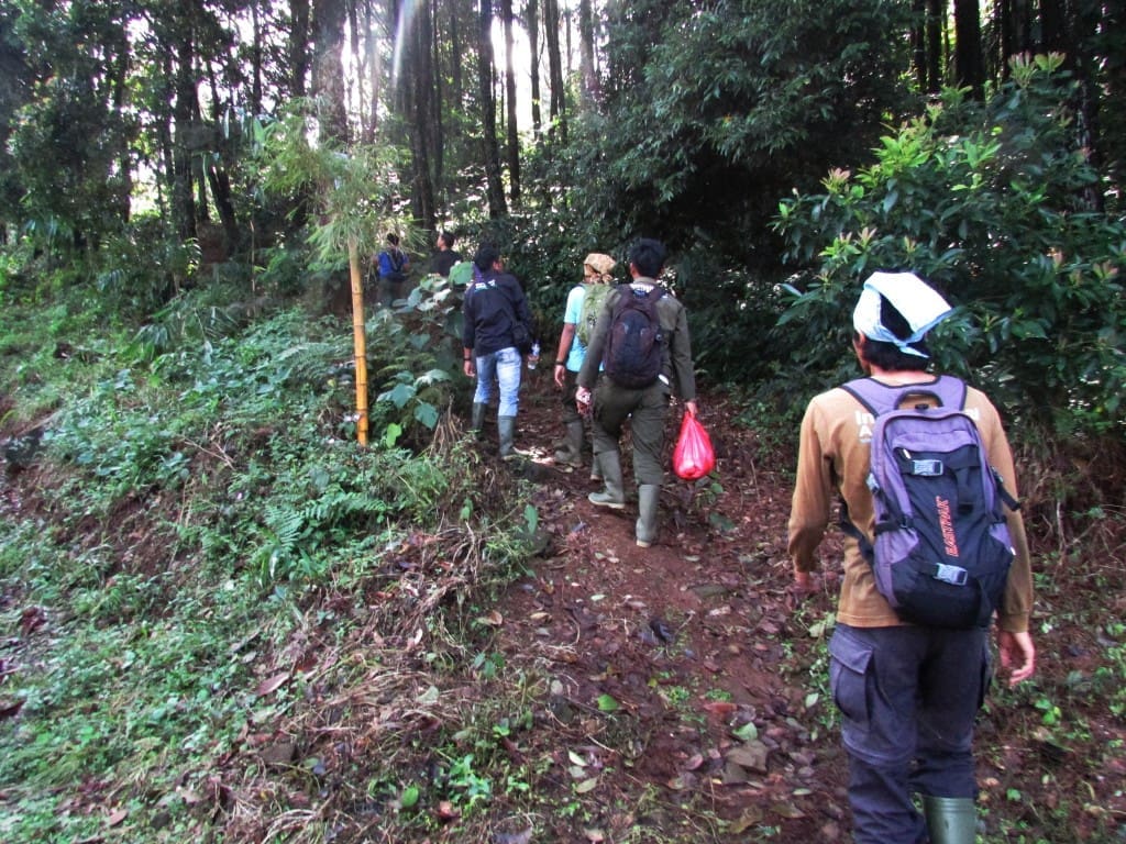 Tim Survey Release Monitoring YIARI menyusuri jalan setapak menuju hutan kawasan hutan Taman Nasional Gunung Halimun-Salak untuk pelatihan identifikasi jenis pohon.