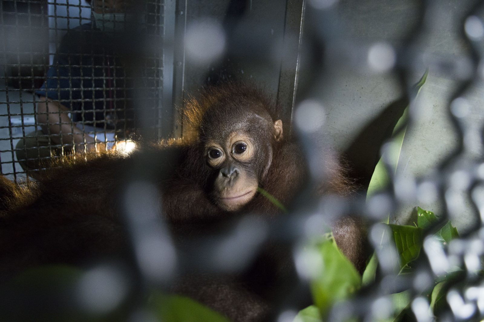 Diselamatkan dari hutan terbakar di Kalbar, 2 orangutan dilepas lagi