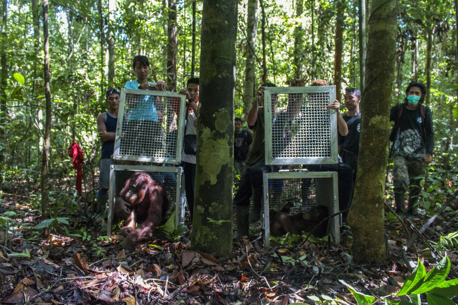 YIARI dan BKSDA Kalbar Lepasliarkan Orangutan di Gunung Tarak
