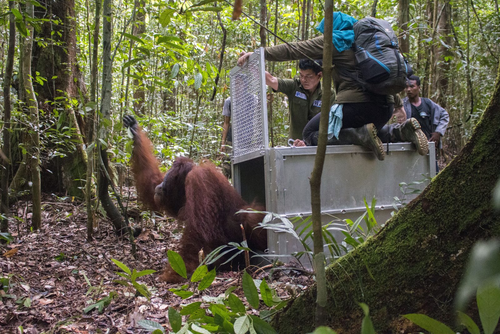 YIARI dan BKSDA Kalbar Lepaskan Satu Orangutan Liar di Hutan Lindung Gunung Tarak