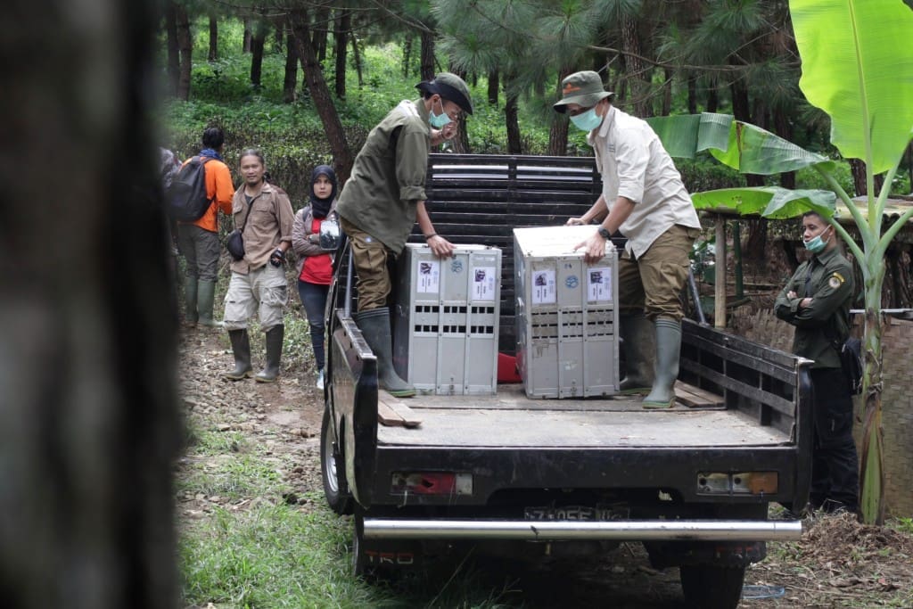 Petugas YIARI menyiapkan kandang transportasi berisi kukang untuk dibawa ke kandang habituasi di kawasan Suaka Margasatwa Gunung Sawal, Ciamis.