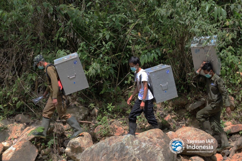 Tim menyusuri pinggiran sungai menuju area habituasi kukang di kawasa Hutan Lindung, Batutegi
