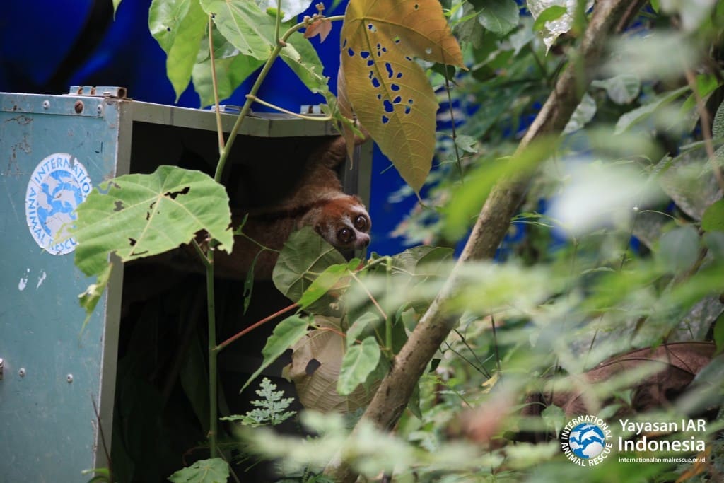 Kukang sumatera (Nycticebus coucang) jantan bernama Usik menjulurkan kepalanya keluar kandang transport memperhatikan lingkungan barunya di area habituasi Batutegi, Lampung, 22 Agustus 2016.