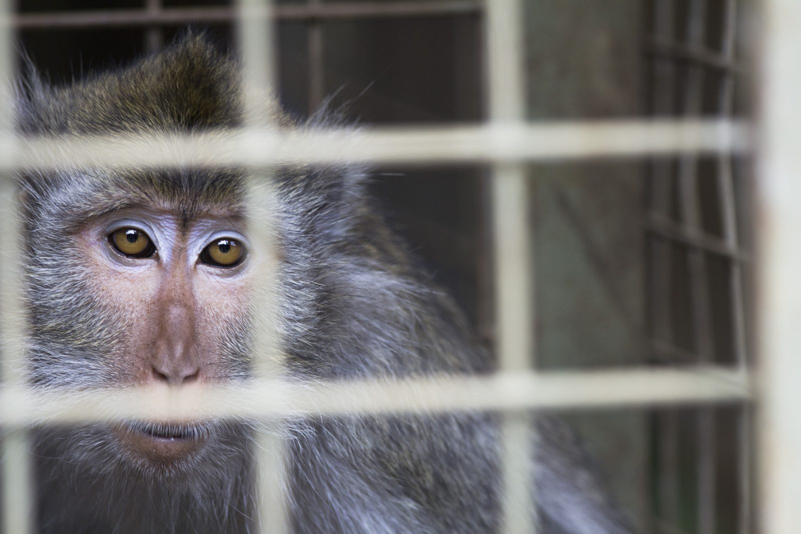 45 Monyet Eks-Topeng Monyet Siap Dilepas ke Habitat