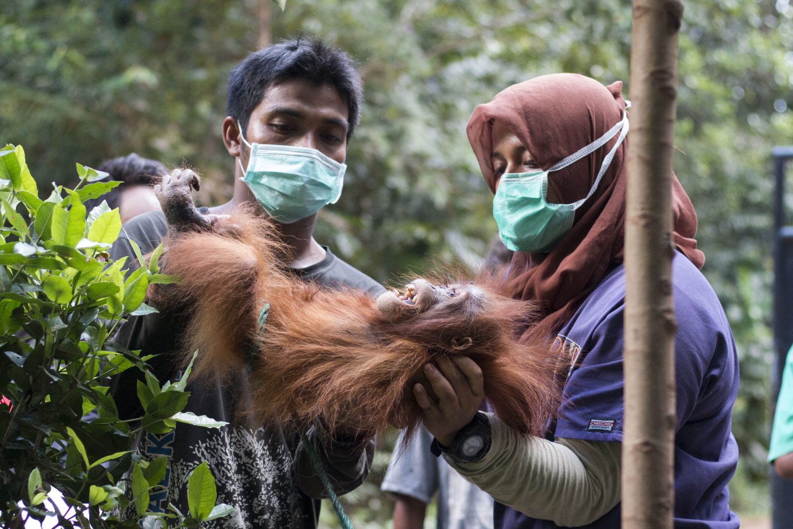 Bayi Orangutan Ditemukan Tak Berdaya di Hutan Bekas Terbakar