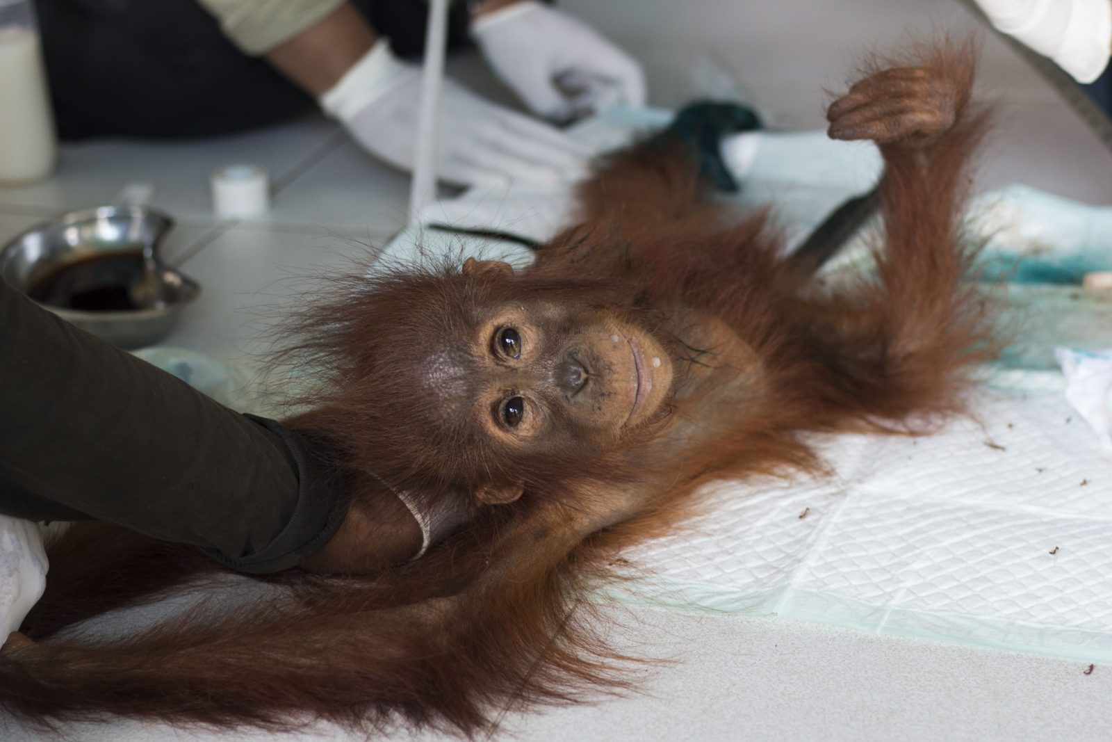 Orangutan Berusia 3 Tahun Ditemukan di Bekas Hutan yang Terbakar