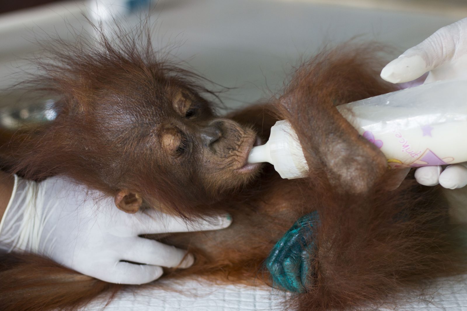 Orangutan Ini Terkulai Lemas di Lahan Sisa Pembakaran