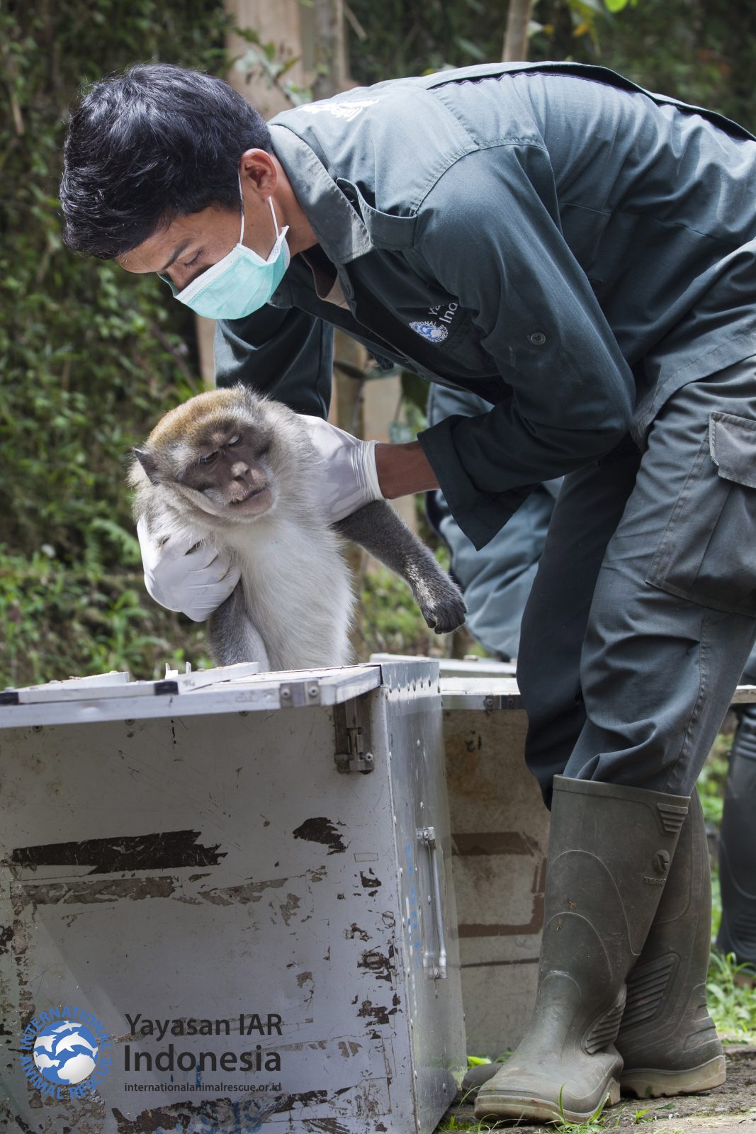 Lulus Rehabilitasi, Individu eks-Topeng Monyet Dilepas ke Habitat