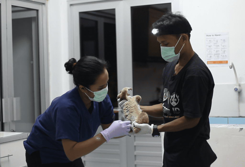 Tim medis Pusat Rehabilitasi Primata International Animal Rescue Indonesia memeriksa kondisi kesehatan kukang sitaan Ditreskrimsus Polda Metro Jaya, Jumat, 30 September 2016.