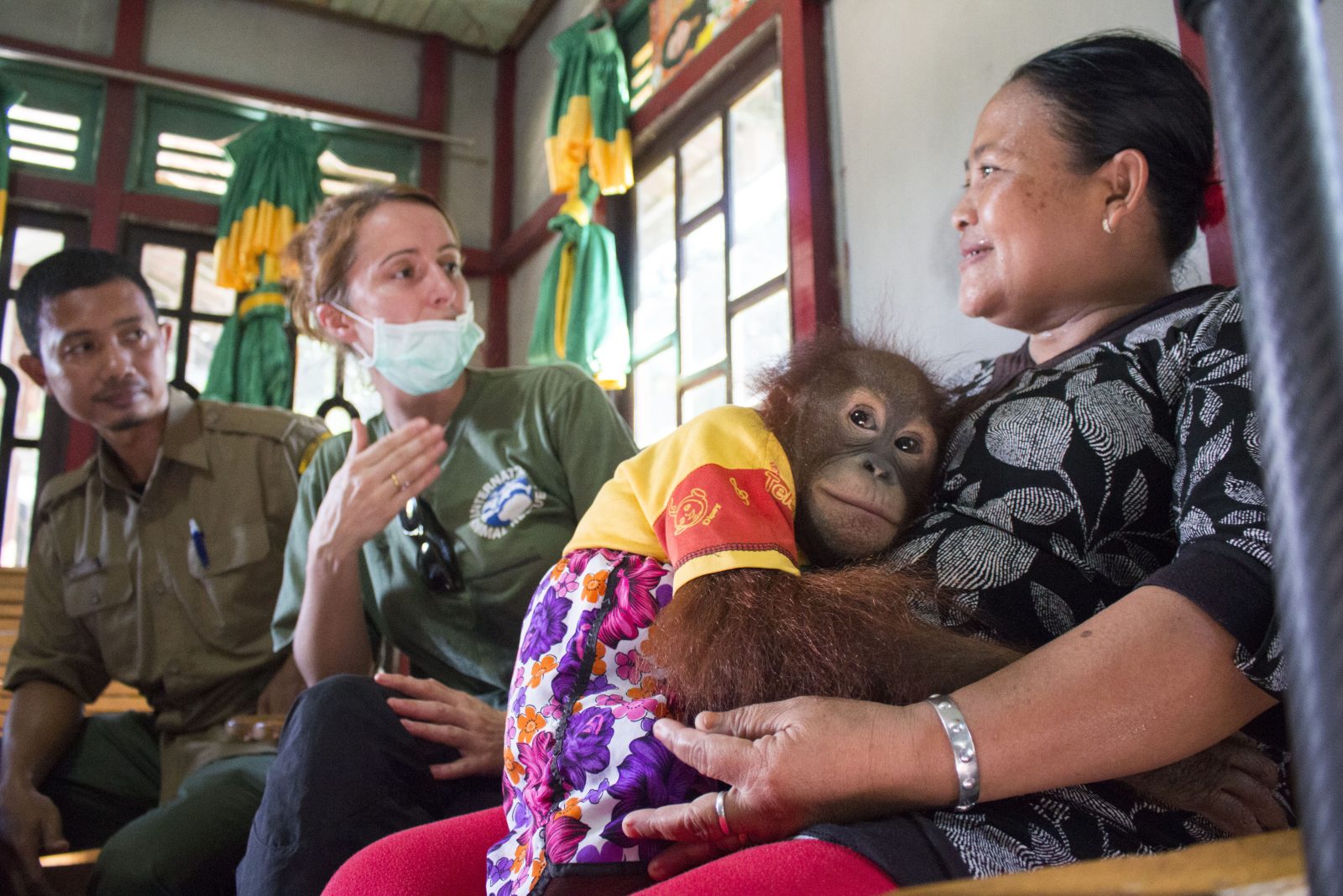 Penyelamatan Orangutan Bianka di Sandai, Ketapang