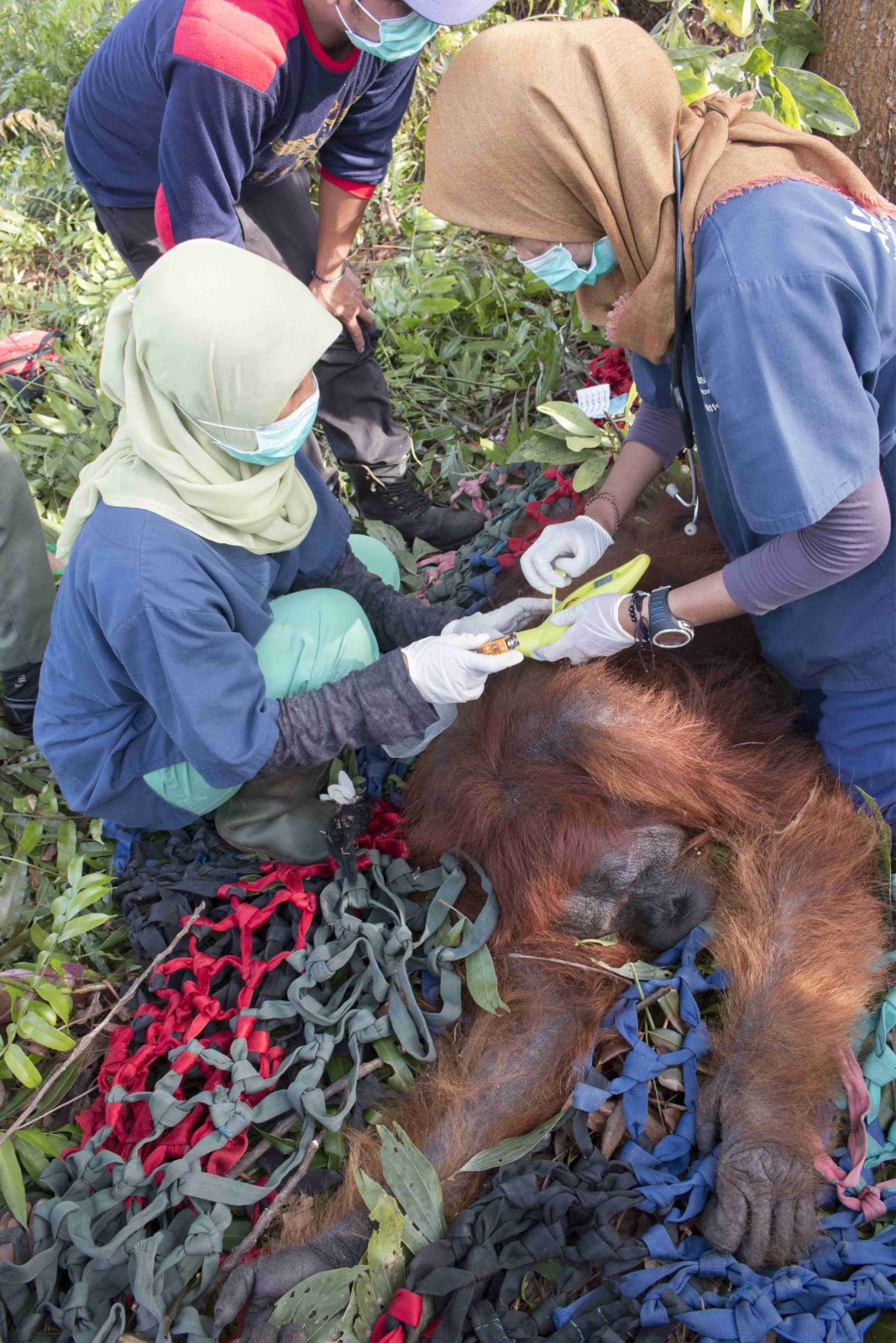 Ini Penyebab Orangutan Rusak Kebun Warga di Ketapang